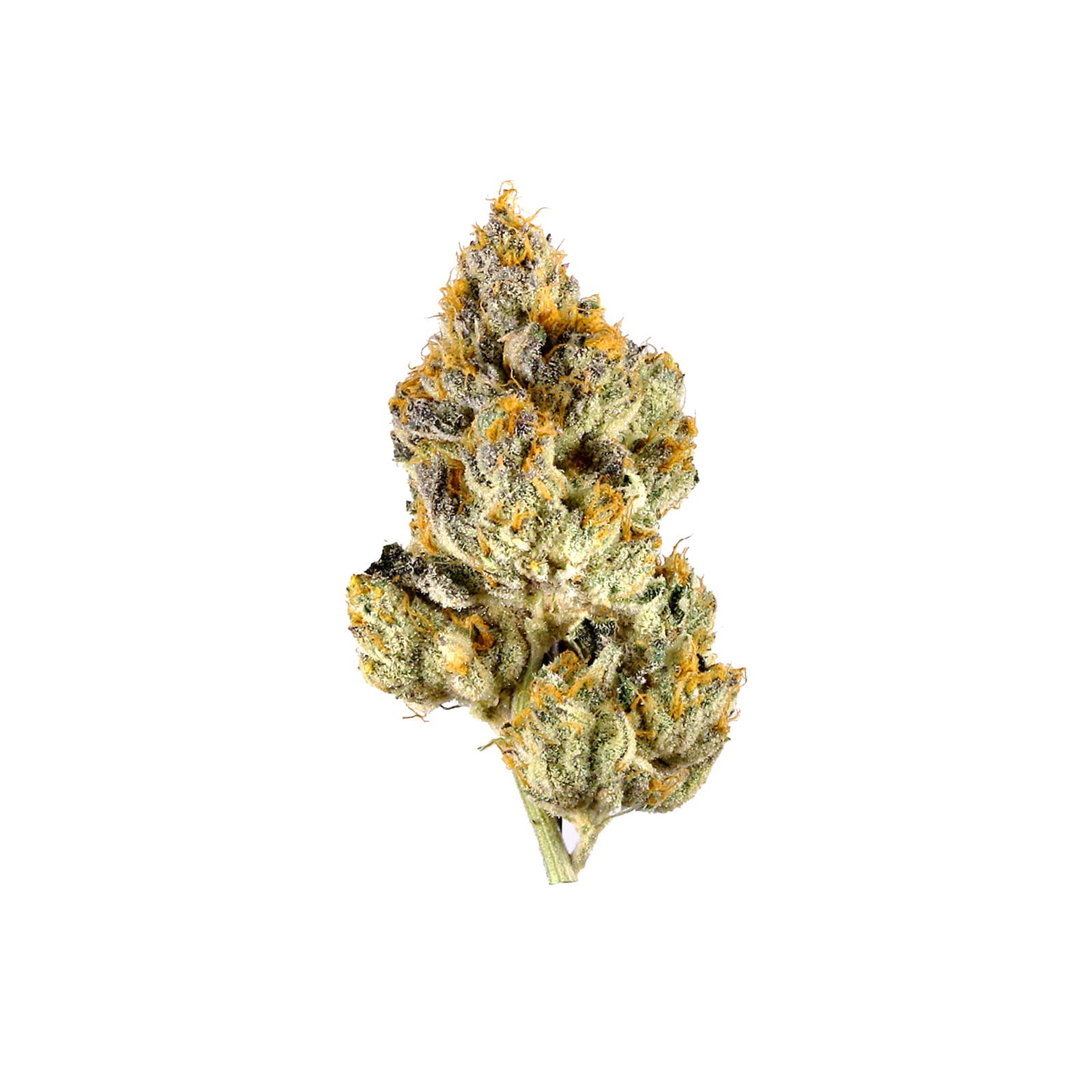 Lemon Cherry Gelato cannabis concentrate in a small glass jar showing golden amber extract with rich texture