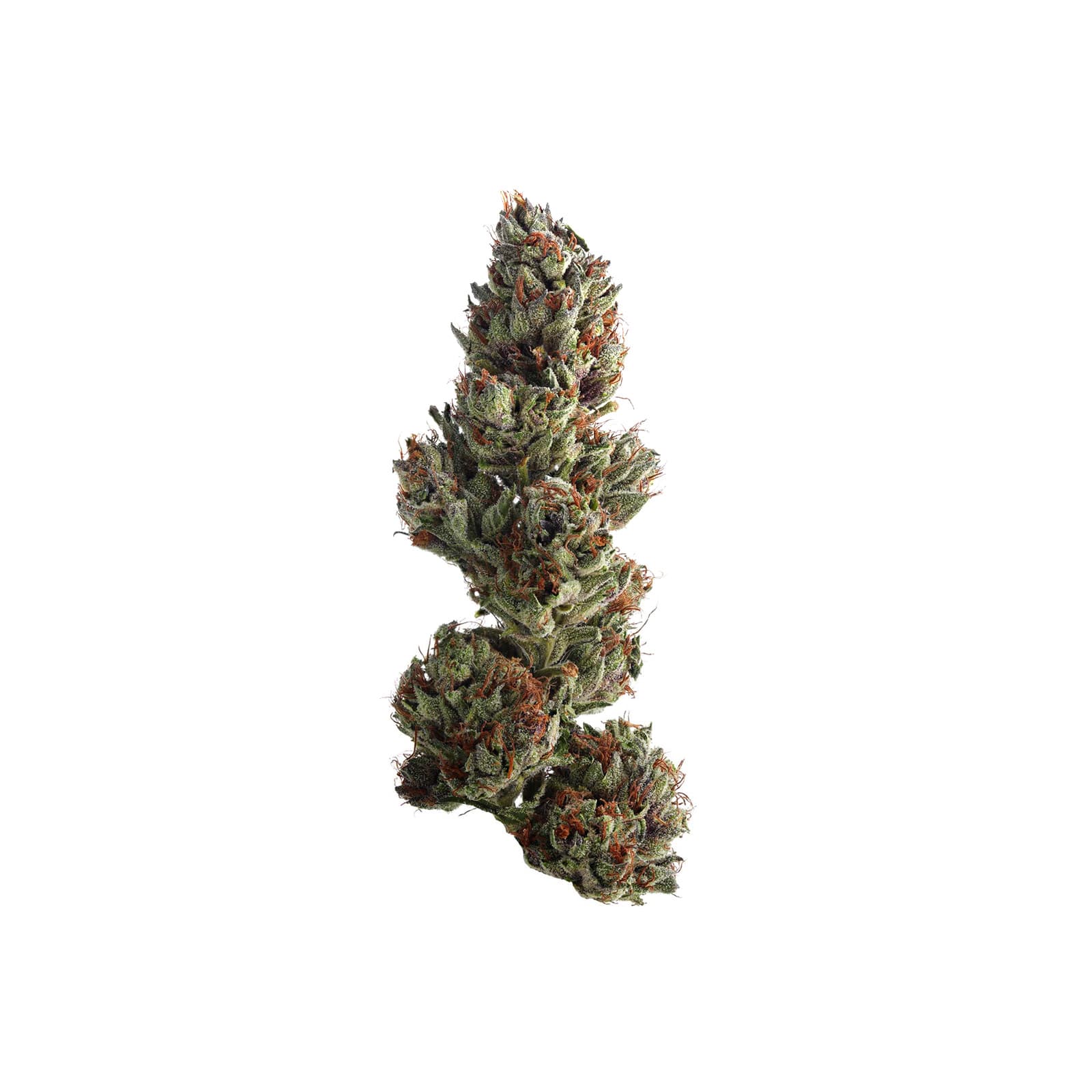 Runtz cannabis flower buds showcasing dense colorful trichome-covered nugs from strain 303 with 41 percent THC potency