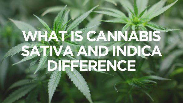 What Is Cannabis Sativa And Indica Difference - Creator's Choice