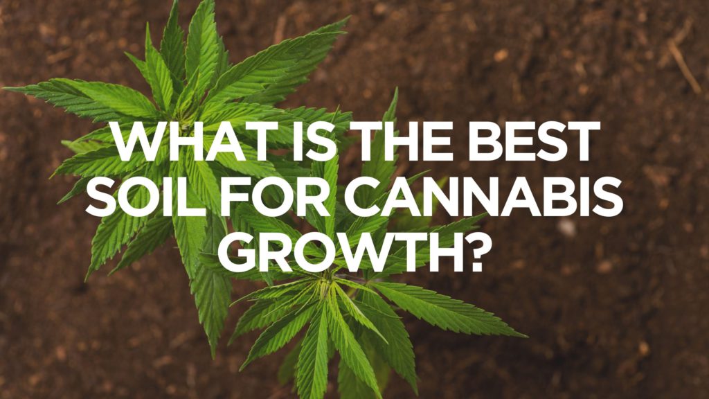 what-is-the-best-soil-for-cannabis-growth